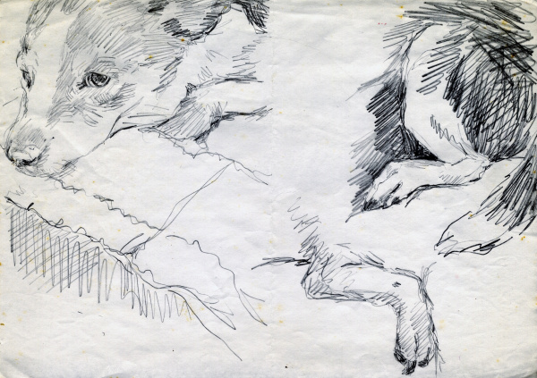 Line drawings of a dogs head and paws.