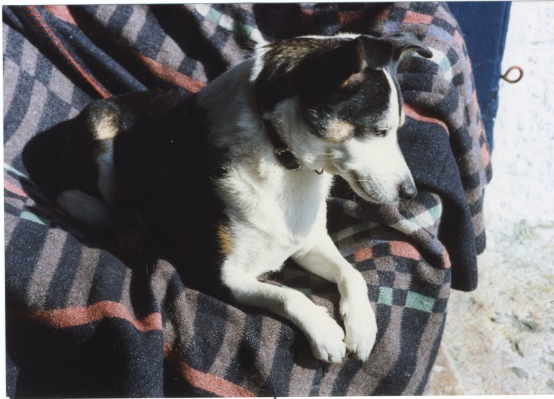 Black and white dog looking at something .